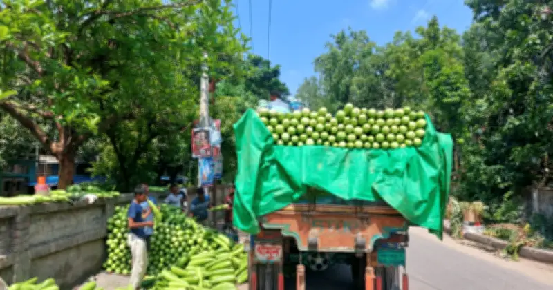 রাজশাহীতে কদবেলার দাম পতন, কৃষকদের লোকসান