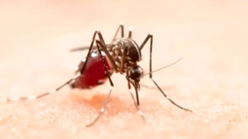 ডেঙ্গুতে ২৪ ঘণ্টায় ১ মৃত্যু, হাসপাতালে ভর্তি ১১০