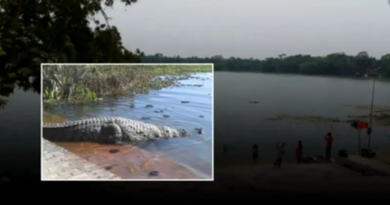 বাগেরহাটে কুমিরের আক্রমণে নিখোঁজ ৮ বছরের শিশু ফাতেমা