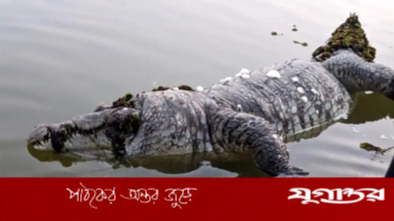 বাগেরহাটে দীঘির কুমিরের টেনে নেওয়া শিশু ফাতেমার সন্ধান মেলেনি