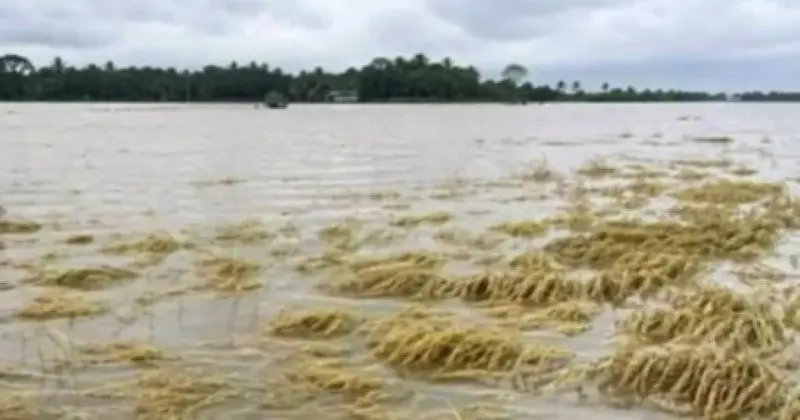 হাওরে অকাল বন্যায় বোরো ধানের ব্যাপক ক্ষতি, কৃষকেরা দিশেহারা