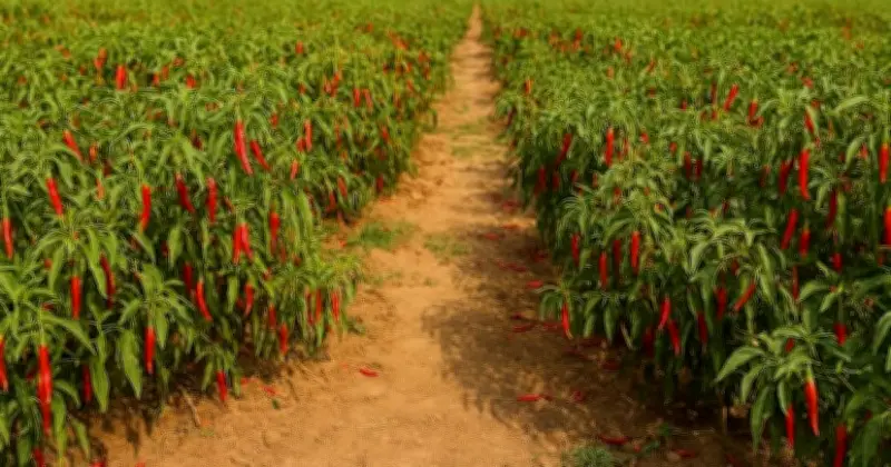 ভারতের মরিচের রাজধানী গুন্টুরের কাহিনী
