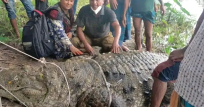 হযরত খান জাহান আলীর মাজার পুকুর থেকে কুমির সুন্দরবনে স্থানান্তর