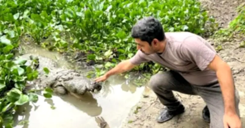 বাগেরহাটের ঐতিহাসিক দিঘি থেকে সর্বশেষ কুমির সরানো
