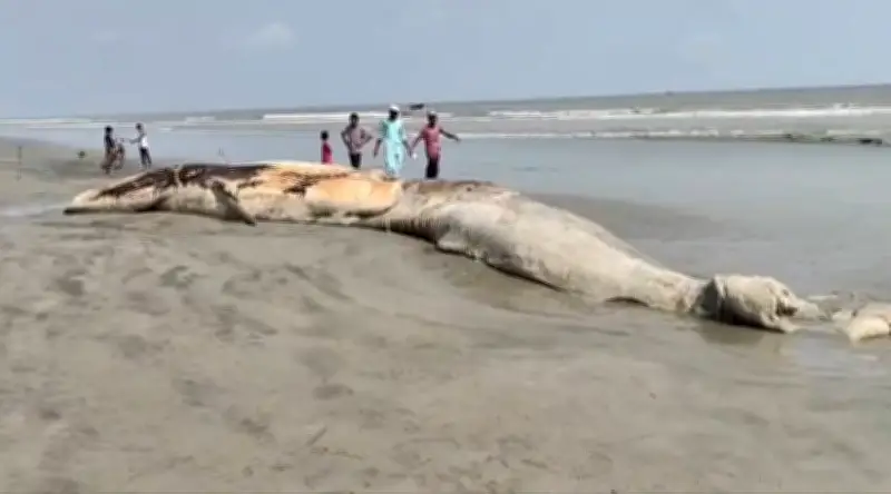 কুয়াকাটায় ভেসে এল ৫৮ ফুট দৈর্ঘ্যের মৃত তিমি