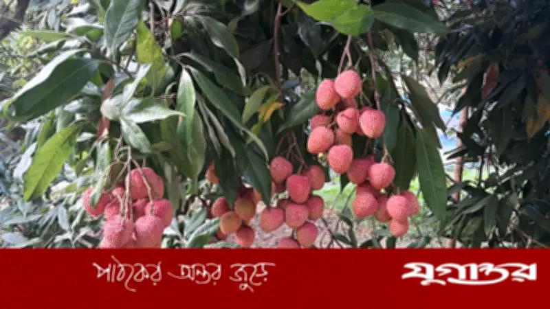 বিজয়নগরে লিচুর বাম্পার ফলন, পর্যটকদের পদচারণায় মুখরিত এলাকা