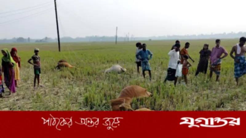 টাঙ্গাইলে বাঁশের খুঁটি ভেঙে বিদ্যুৎস্পর্শে ৫ গরুর মৃত্যু