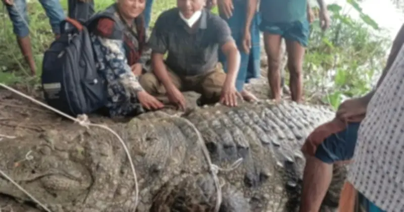 বাগেরহাটে খান জাহান আলীর মঠের পুকুরের কুমির সরিয়ে নেওয়ার সিদ্ধান্ত