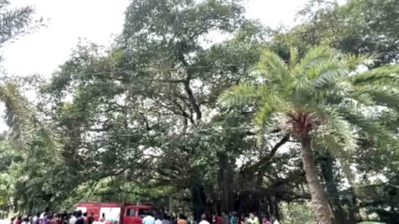 নাটোরে বটগাছের মগডালে লাফালাফি, অবশেষে উদ্ধার হাসান খাঁ