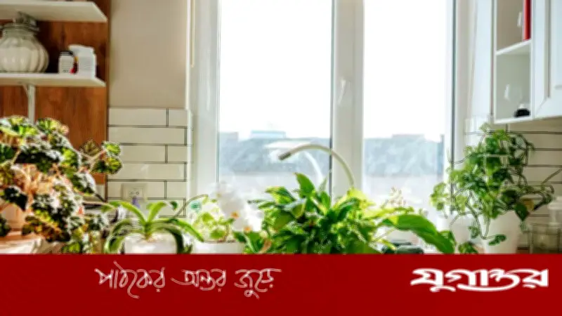 দাবদাহেও সবুজ রাখুন গাছ: গরমে পরিচর্যার কার্যকর উপায়