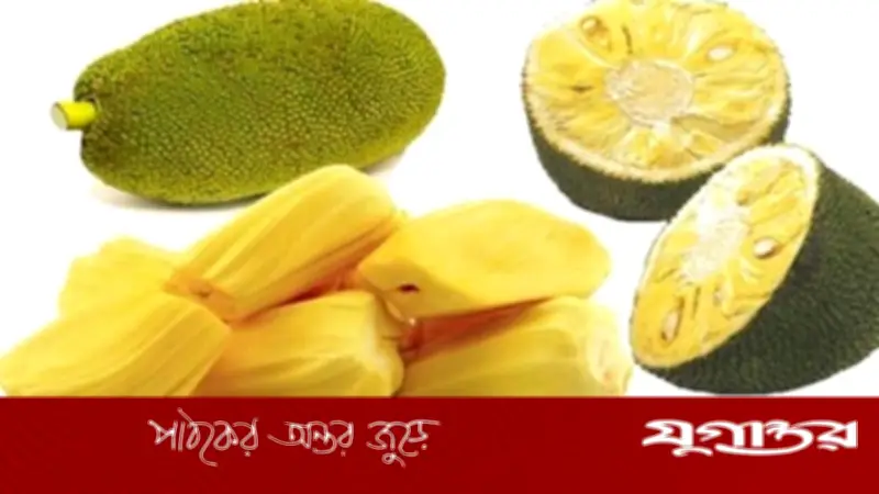 গরমে কাঁঠাল খাওয়ার আগে জেনে নিন গুরুত্বপূর্ণ বিষয়