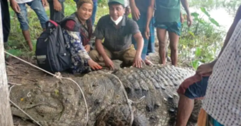 বাগেরহাটের খান জাহান আলীর পুকুরের কুমির খুলনায় পুনর্বাসন কেন্দ্রে