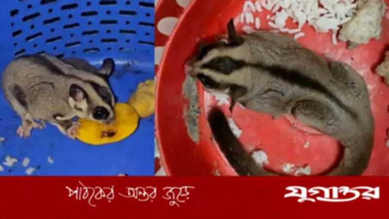 খুলনায় বিরল প্রাণীর সন্ধান, গন্ধগোকুল হতে পারে