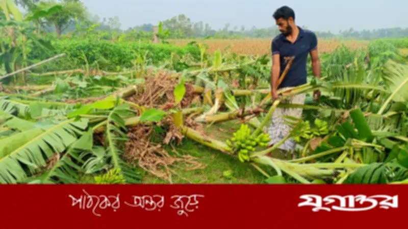 এক রাতে ৯০০ কলাগাছ কেটে সাবাড়, দুই উদ্যোক্তার ৭ লাখ টাকা ক্ষতি