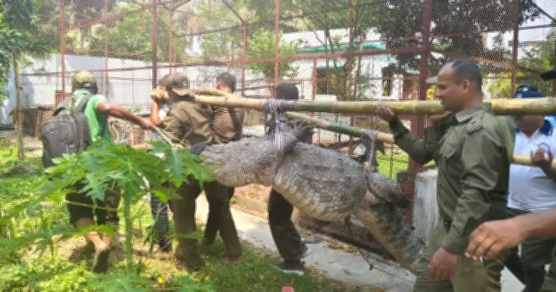 ঐতিহাসিক মাজারের দিঘি থেকে কুমির সরানোয় ক্ষোভ খাদেমের