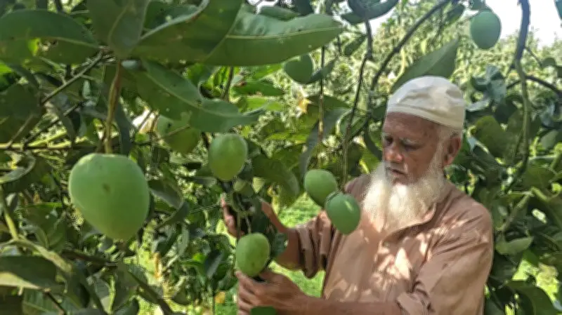 রংপুরের হাঁড়িভাঙা আম: চাষিদের ভাগ্য বদলের গল্প