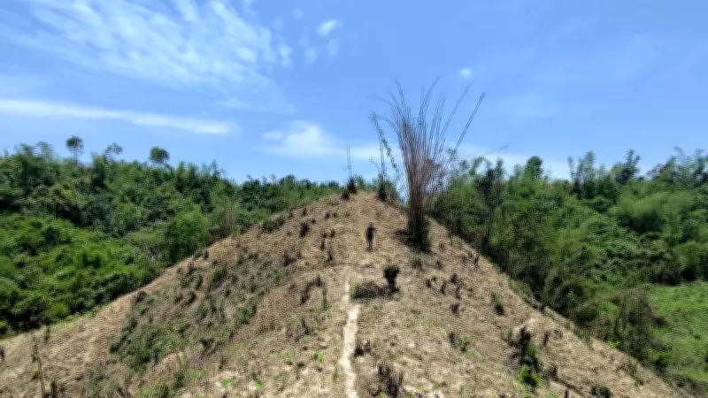 খাগড়াছড়িতে বন পুড়িয়ে কচুর মুখি চাষ, হুমকিতে জীববৈচিত্র্য