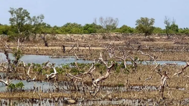 চার বছরে সোনাদিয়ায় সাত হাজার একর প্যারাবন উজাড়, ৮২ চিংড়িঘের