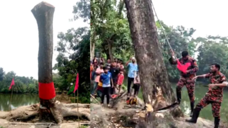 কুয়াকাটায় 'অলৌকিক' গাছ কেটে ফেলল প্রশাসন