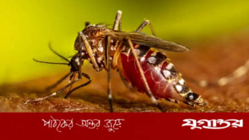 যুক্তরাষ্ট্রে ৬৪ মিলিয়ন মশা ছাড়ার পরিকল্পনা গুগলের