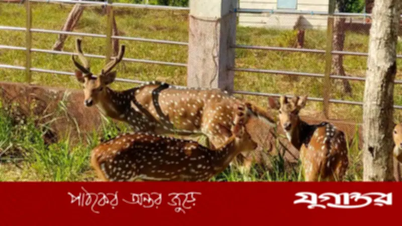 সুন্দরবনে তাপদাহে চিত্রল হরিণের শাবকের মৃত্যু