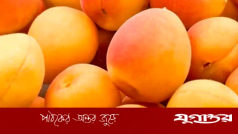 প্রতিদিন এপ্রিকট খেলে শরীরে কী ঘটে? জানালেন বিশেষজ্ঞরা