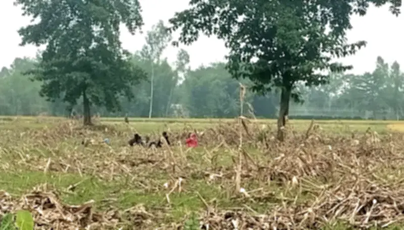 ঠাকুরগাঁও সীমান্তে বিএসএফের ১১ জন পাঠানোর চেষ্টা, বিজিবির বাধা