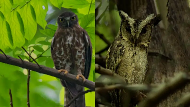 কু-পাখি: অশুভ সংকেত নয়, প্রকৃতির উপকারী বন্ধু
