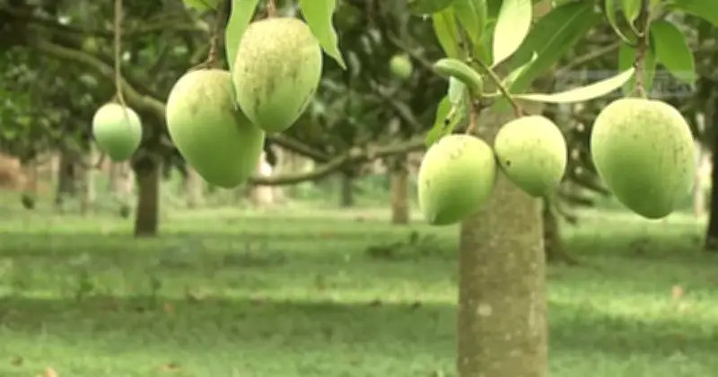 হাঁড়িভাঙা আমের নামকরণের মজার গল্প, এবার ২০০ কোটি টাকার বিক্রির আশা