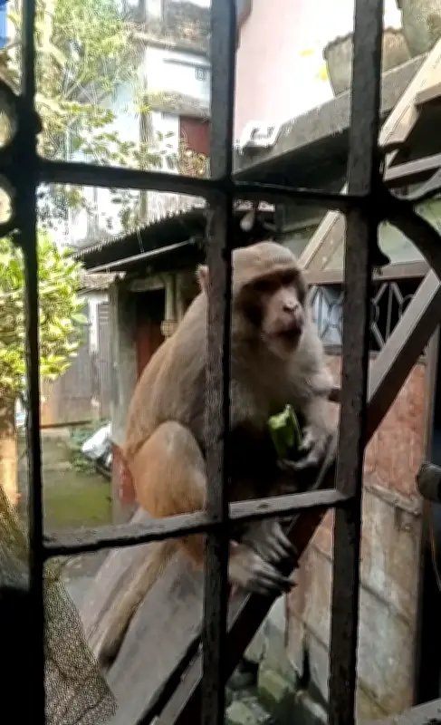 নাটোরে বানরের আক্রমণে ৩২ জন আহত, ডিসির কাছে আবেদন