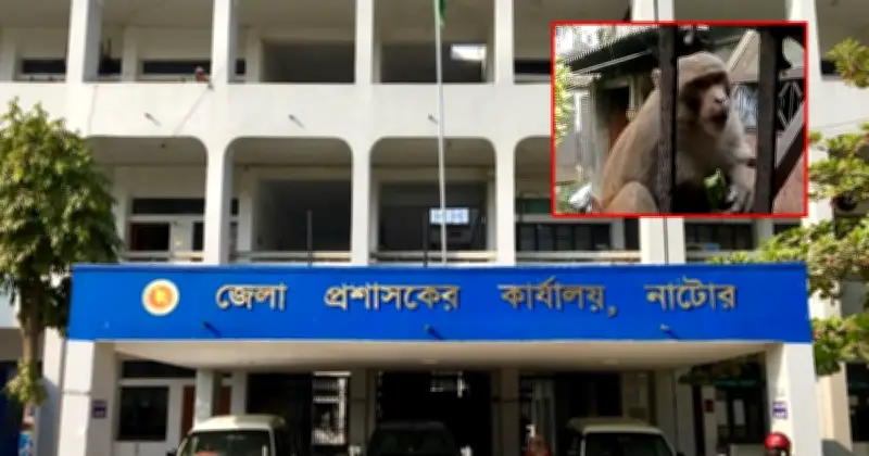 নাটোরে বানরের আক্রমণে অতিষ্ঠ বাসিন্দারা, ডিসির কাছে আকুতি