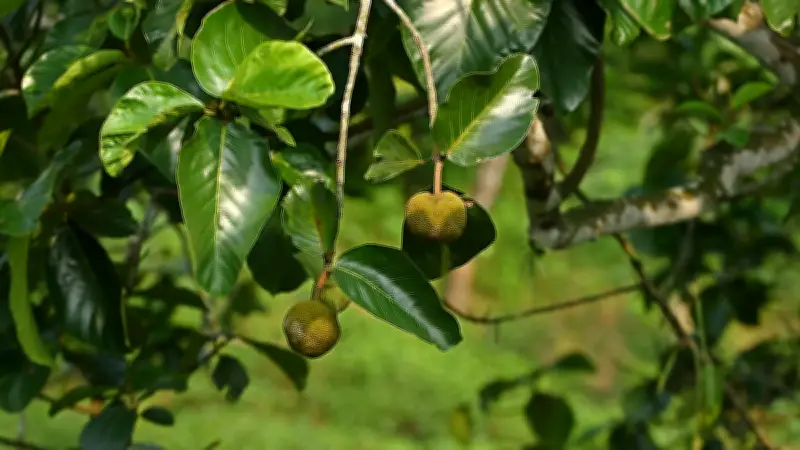 চা-বাগানের পথে চাম কাঁঠালের স্নিগ্ধ সৌন্দর্য