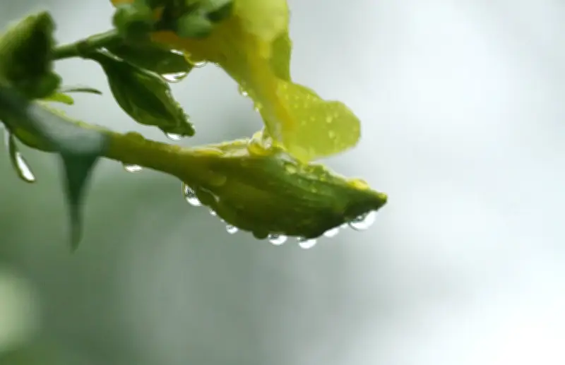 বৃষ্টির পর ফুলের সতেজ রূপ: এক অনন্য ছবির গল্প