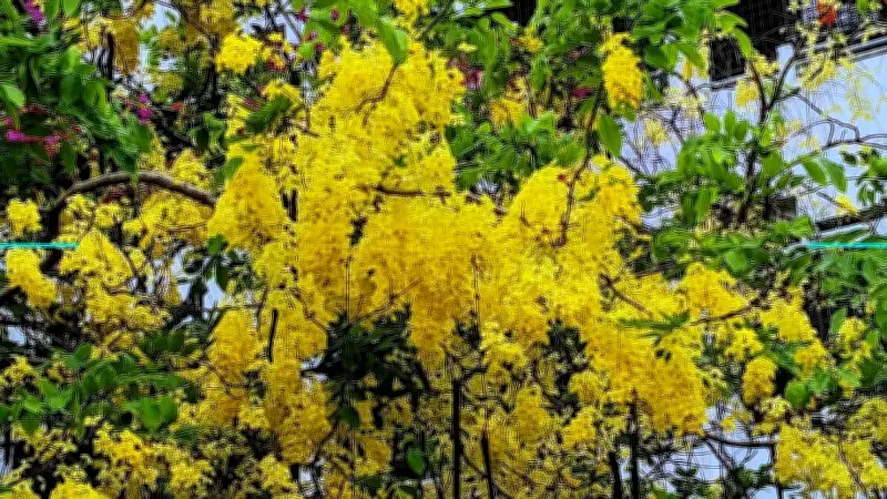 প্রকৃতির নয়নজুড়ানো মুহূর্ত: ব্রহ্মপুত্র থেকে শহরের জ্যাম