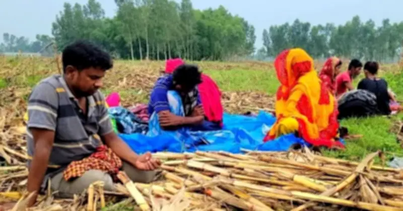 বিজিবির তৎপরতায় হরিপুর সীমান্তে পুশইনের শিকার ১১ জনকে সরিয়ে নিল বিএসএফ