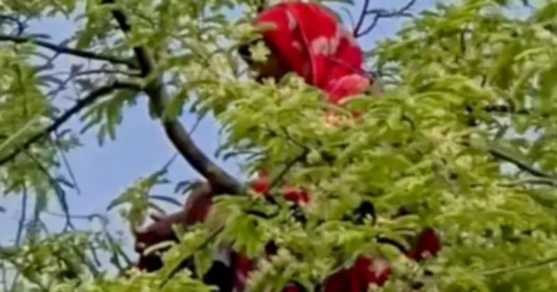 কুড়িগ্রামে চারবার তেঁতুল গাছ থেকে উদ্ধার গৃহবধূ