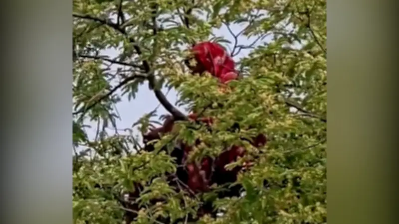 প্রথম আলোর ভিডিও কন্টেন্ট নিয়ে নতুন উদ্যোগ