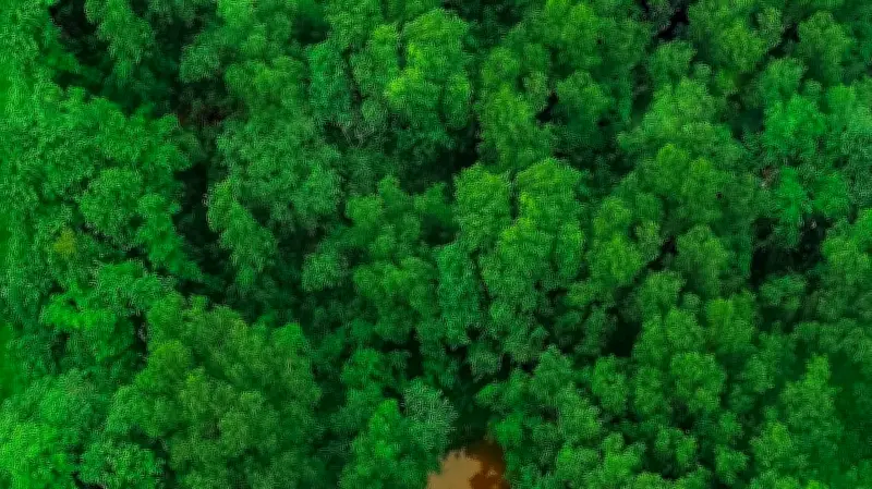 পরিবেশ রক্ষায় ২৫ কোটি বৃক্ষরোপণ: প্রাকৃতিক পুনরুদ্ধারের পথে বাংলাদেশ