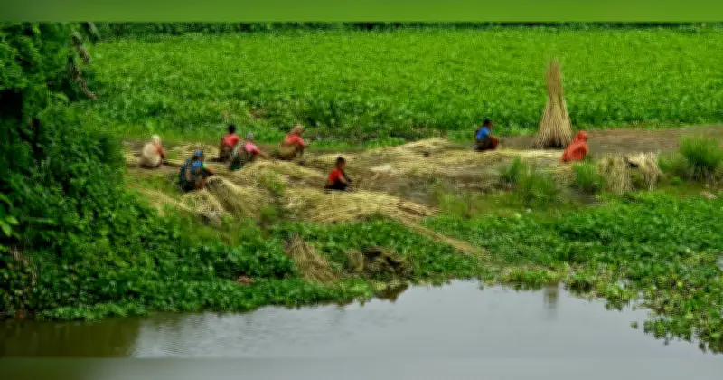 ব্রাহ্মণবাড়িয়ায় পাটের বাম্পার ফলন, দাম নিয়ে শঙ্কা কৃষকদের