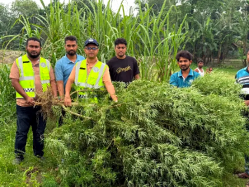কুড়িগ্রামে মরিচখেতে গাঁজাগাছ জব্দ, কৃষকের বিরুদ্ধে মামলা