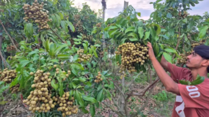 চাঁদপুরে বিদেশি ২২ প্রজাতির লংগানের বাম্পার ফলন, দর্শনার্থীদের ভিড়