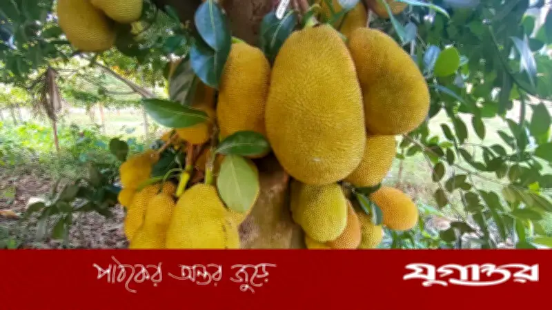 চীন কেন বাংলাদেশ থেকে কাঁঠাল নিতে চায়? বাণিজ্য সম্ভাবনা ও চ্যালেঞ্জ