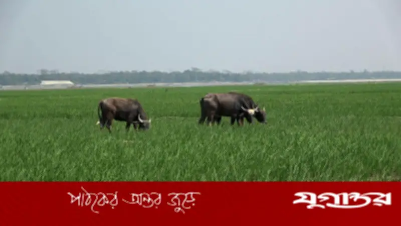 দৌলতখানে মহিষ চরানোকে কেন্দ্র করে সংঘর্ষ, আহত ৩
