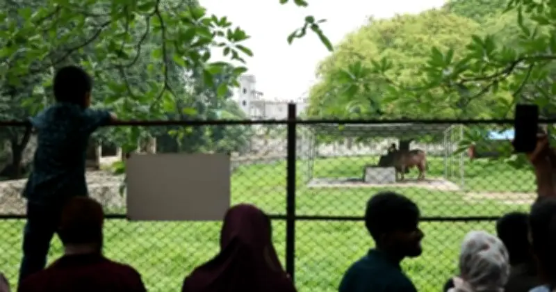 বিতর্কিত 'ডোনাল্ড ট্রাম্প' মহিষটি সাভারে গবেষণা প্রতিষ্ঠানে স্থানান্তর