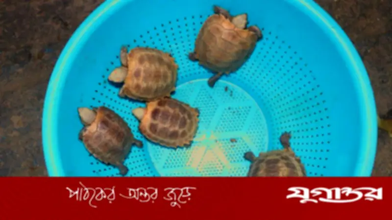 চট্টগ্রাম চিড়িয়াখানায় ‘মহাবিপন্ন’ হলুদ কাছিমের পাঁচ বাচ্চা