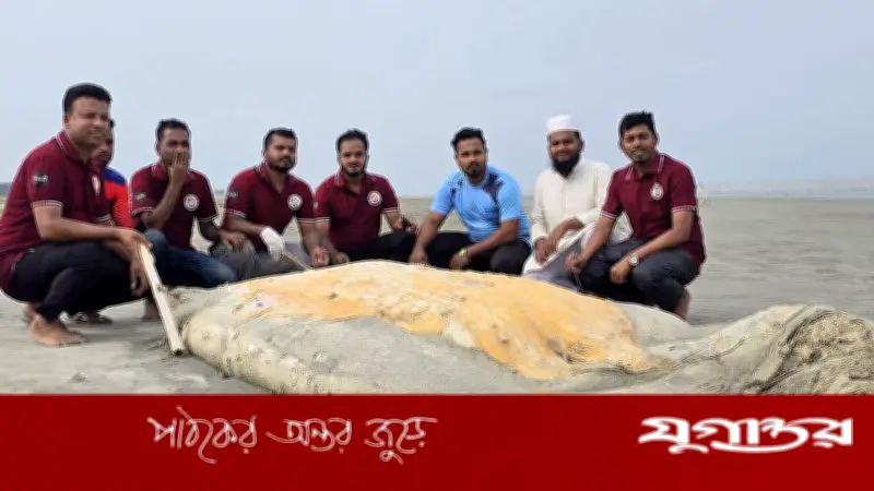 কুয়াকাটা সৈকতে ভেসে এলো ৫৬ ফুট লম্বা মৃত বেলিন তিমি