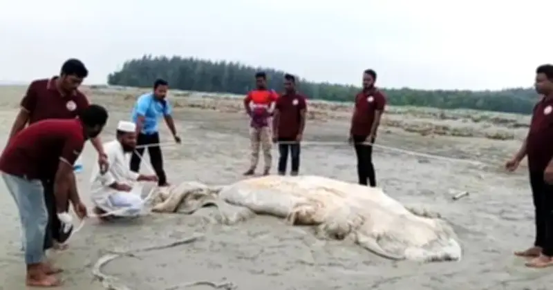 কুয়াকাটায় ৫৬ ফুটের মৃত বেলিন তিমি ভেসে এলো, দুই যুগে দ্বিতীয় বৃহত্তম