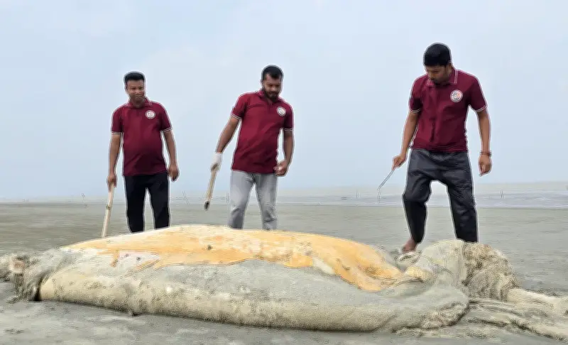 কুয়াকাটা সৈকতে ৫৬ ফুট বেলিন তিমি ভেসে আসার ঘটনা