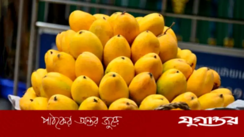 আম দীর্ঘদিন সংরক্ষণের সহজ কৌশল: ৬-৮ মাস তাজা রাখার উপায়