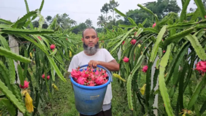 টেকনাফে প্রবাসী জাফরের ড্রাগন চাষে সাফল্য, বাগানে প্রতিদিন ভিড়